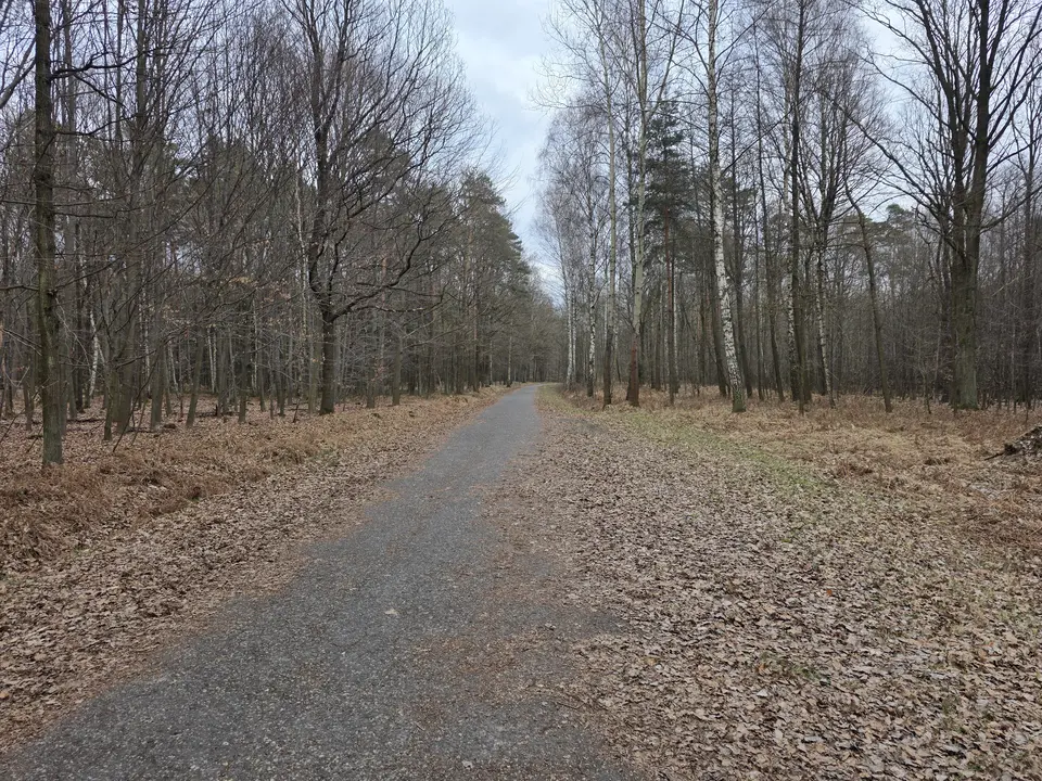 Leśna trasa