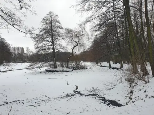 Staw zimą