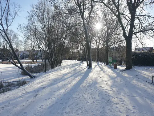 Aleja parkowa zimą, po lewej stronie staw