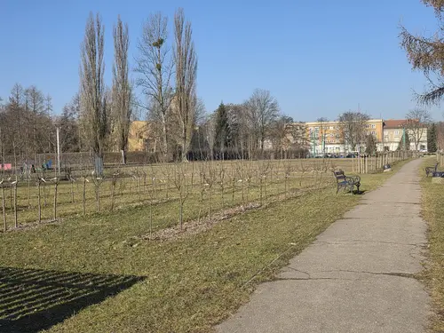 Aleja młodych drzew