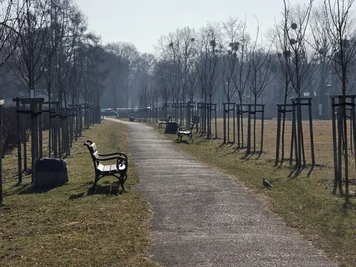 Aleja skweru z młodymi drzewami
