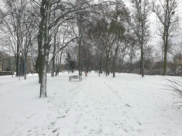 Alejka parkowa zimą