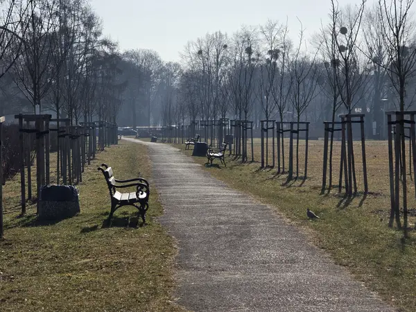 Aleja skweru z młodymi drzewami