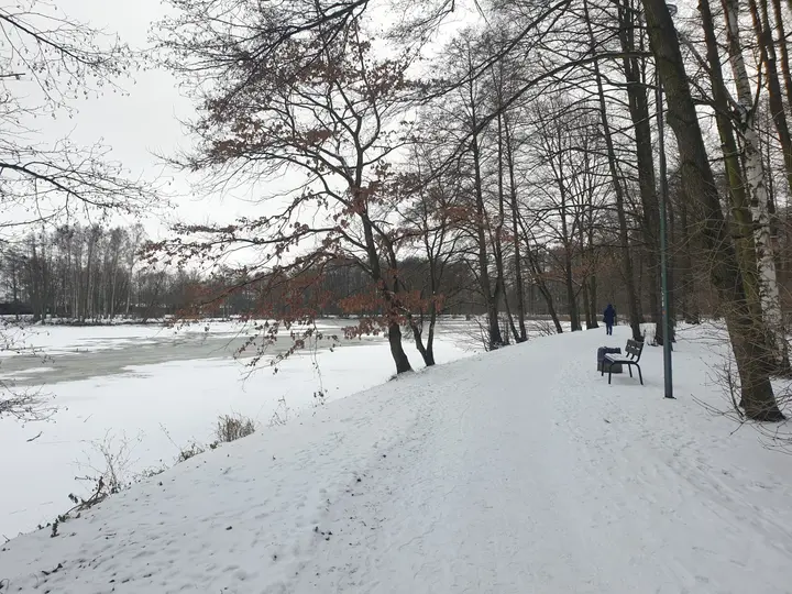 Aleja parkowa zimą