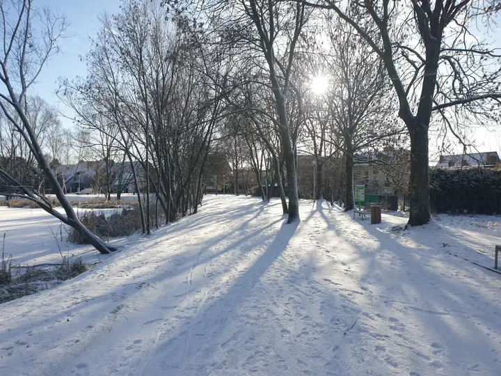 Aleja parkowa zimą, po lewej stronie staw