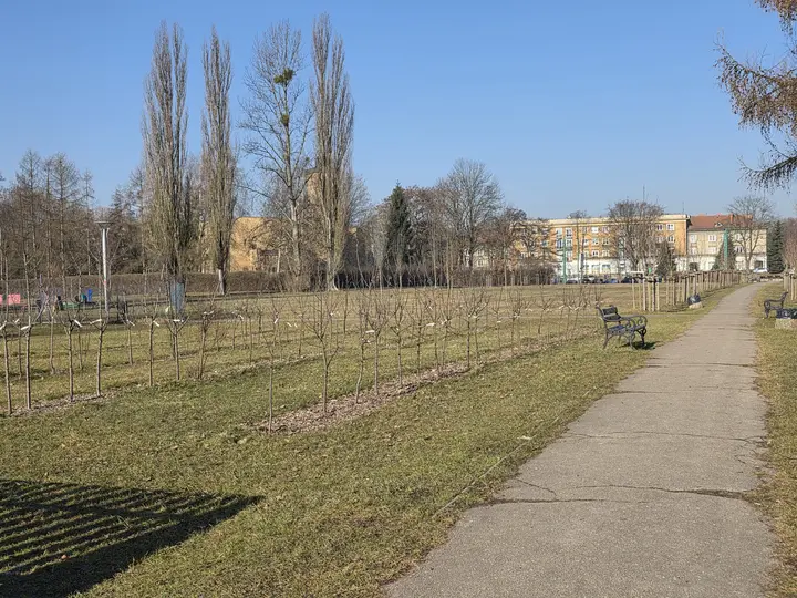 Aleja młodych drzew