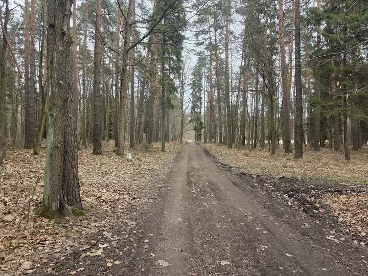 Początek odcinka leśnego