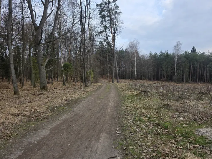 Leśna ścieżka