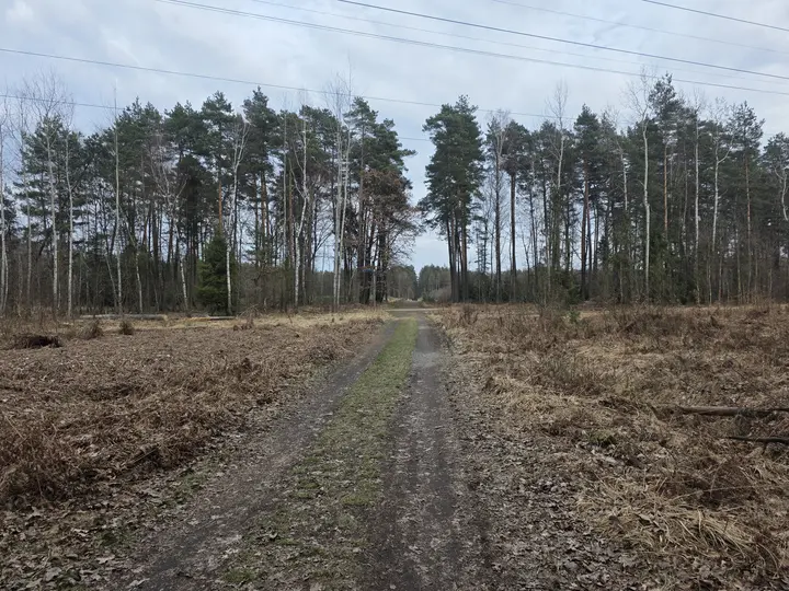 Leśna ścieżka, skrzyżowanie dr&oacute;g