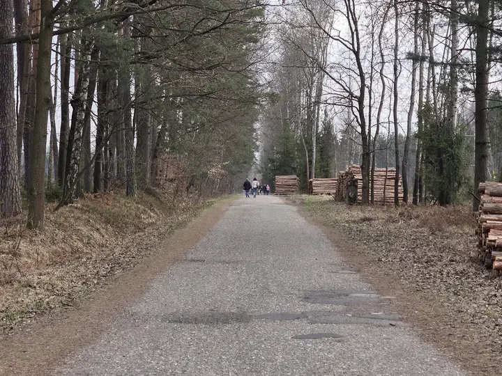 Spacerowicze idący leśną aleją Bielską w kierunku południowym