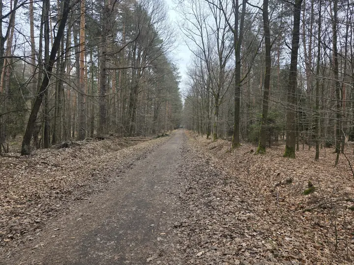 Leśna ścieżka