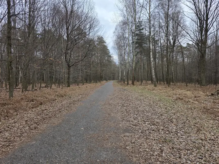 Leśna trasa