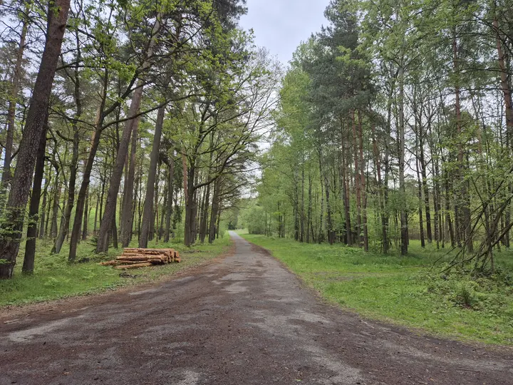 Leśna ścieżka