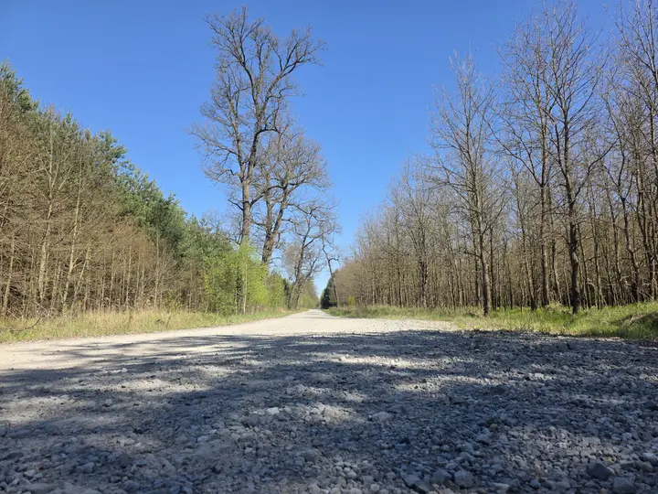 Widok leśnej drogi