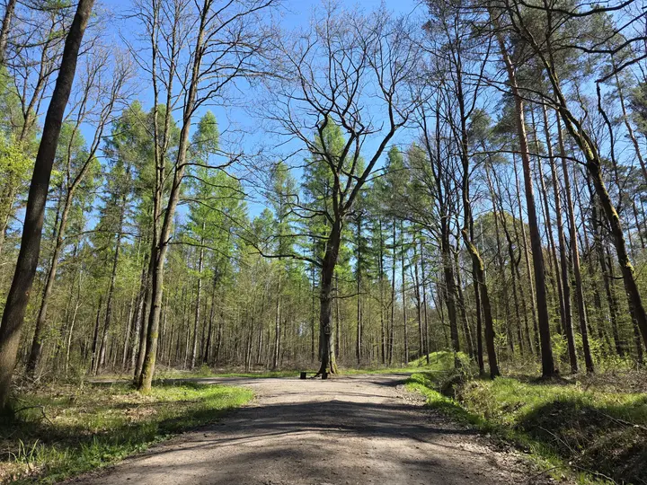 Kapliczka na drzewie