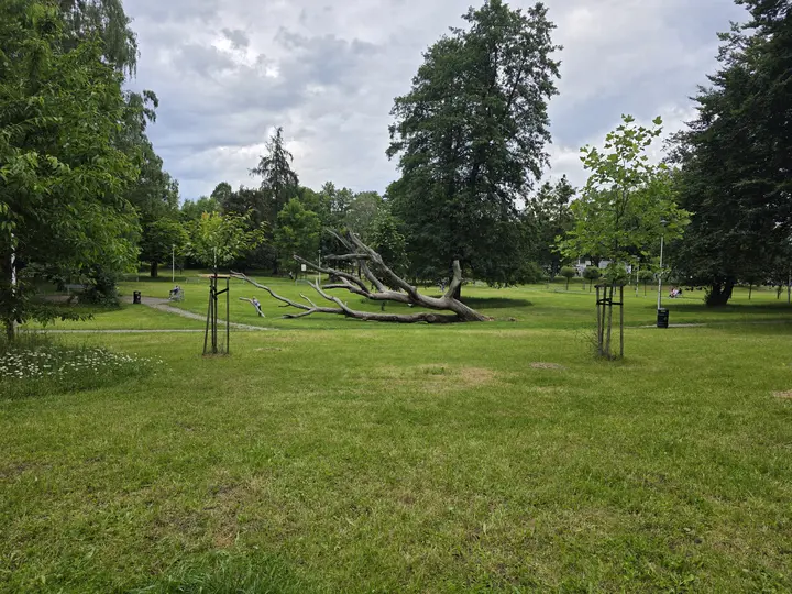Widok ponad 100-letnigo debu w parku