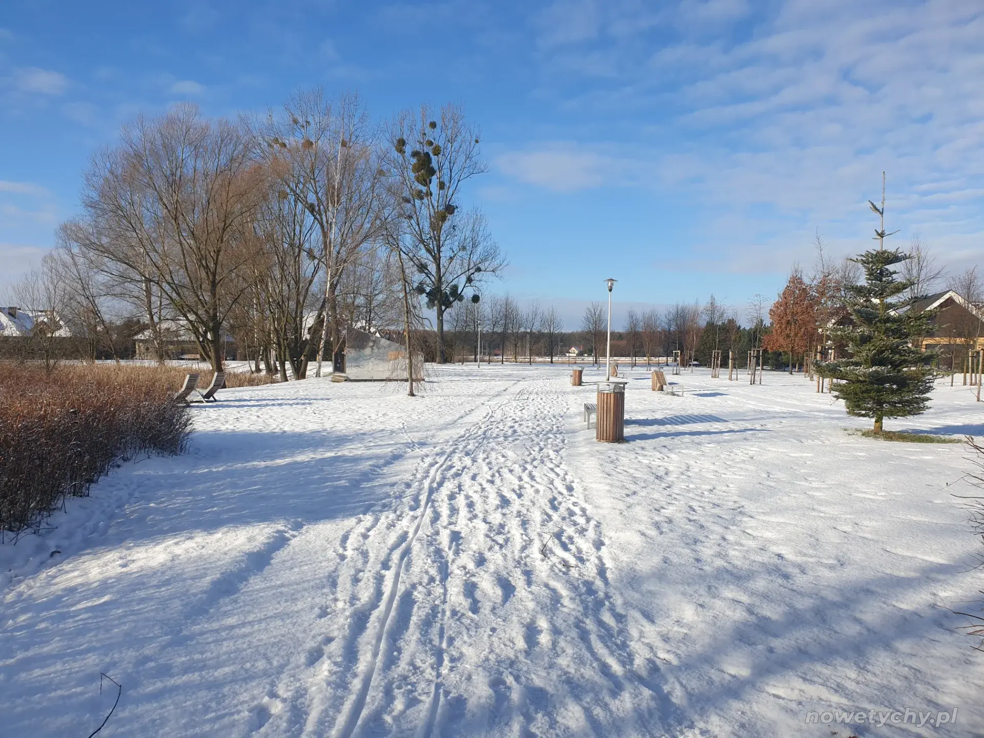 Aleja parkowa zimą
