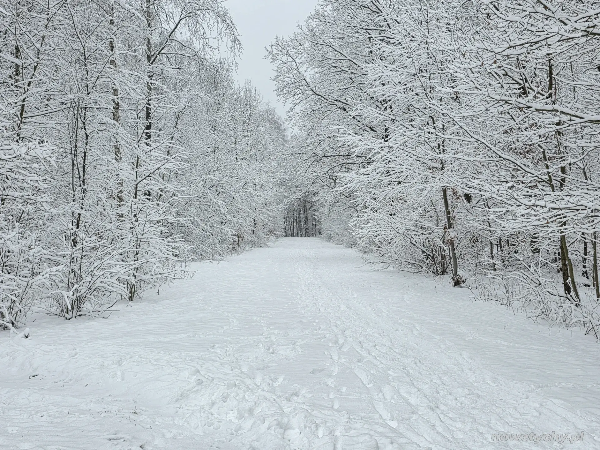 Wejście na leśną ścieżkę zimą