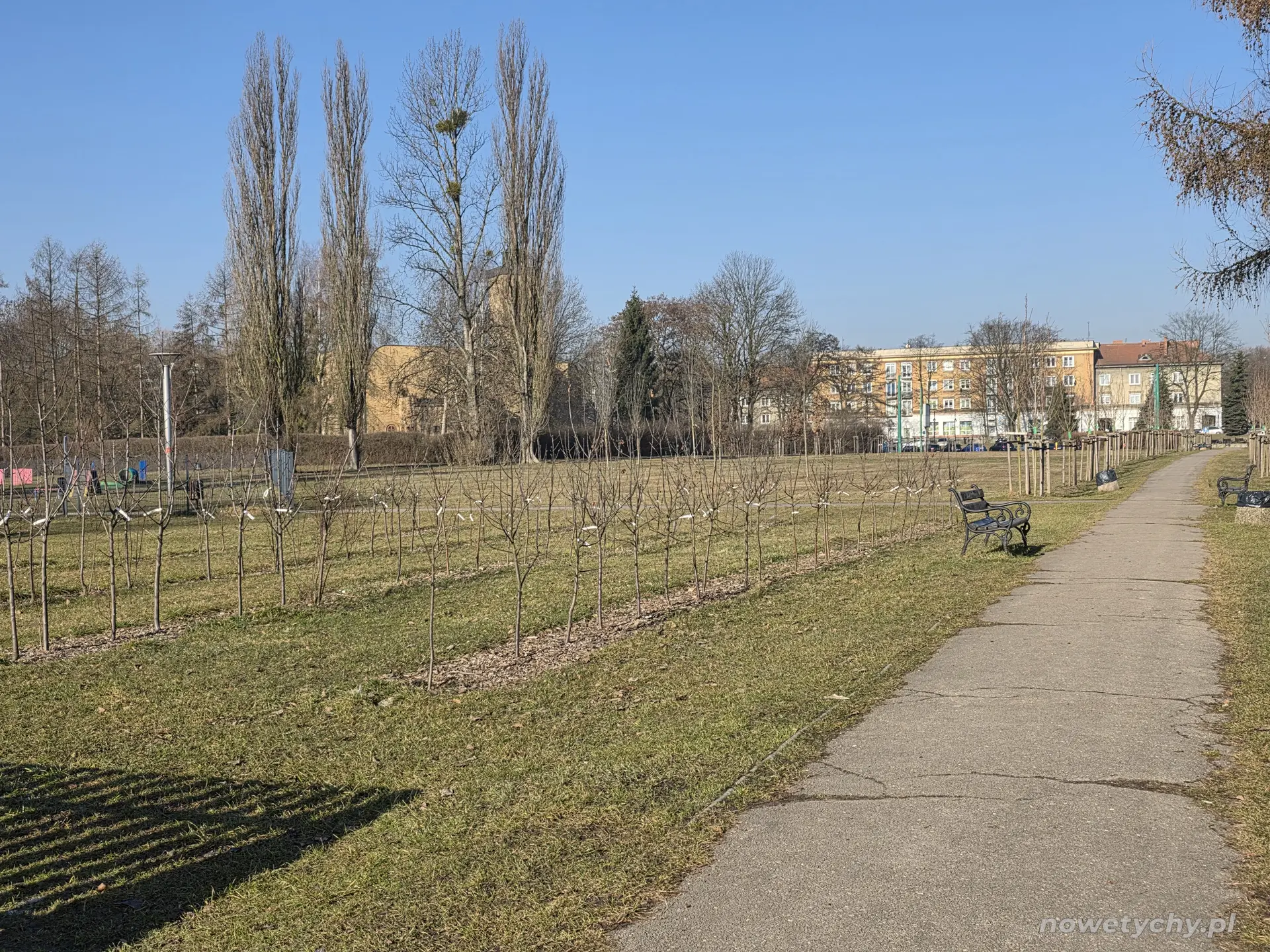 Aleja młodych drzew