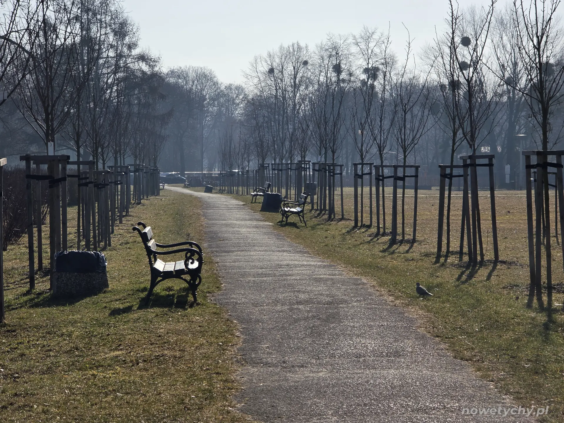 Aleja skweru z młodymi drzewami