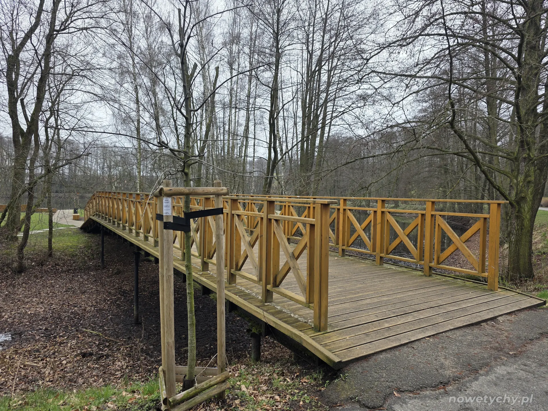 Dąb błotny (posadzono w listopadzie 2024)