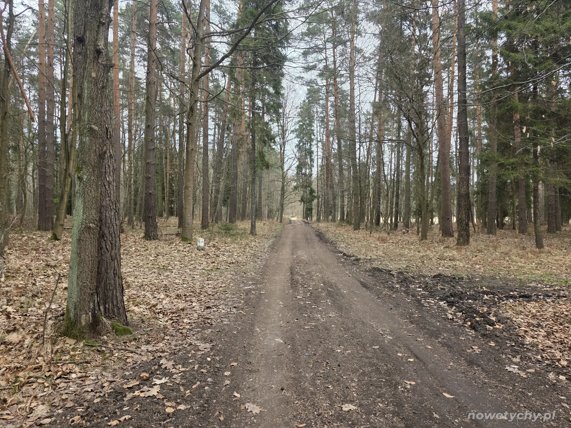 Początek odcinka leśnego