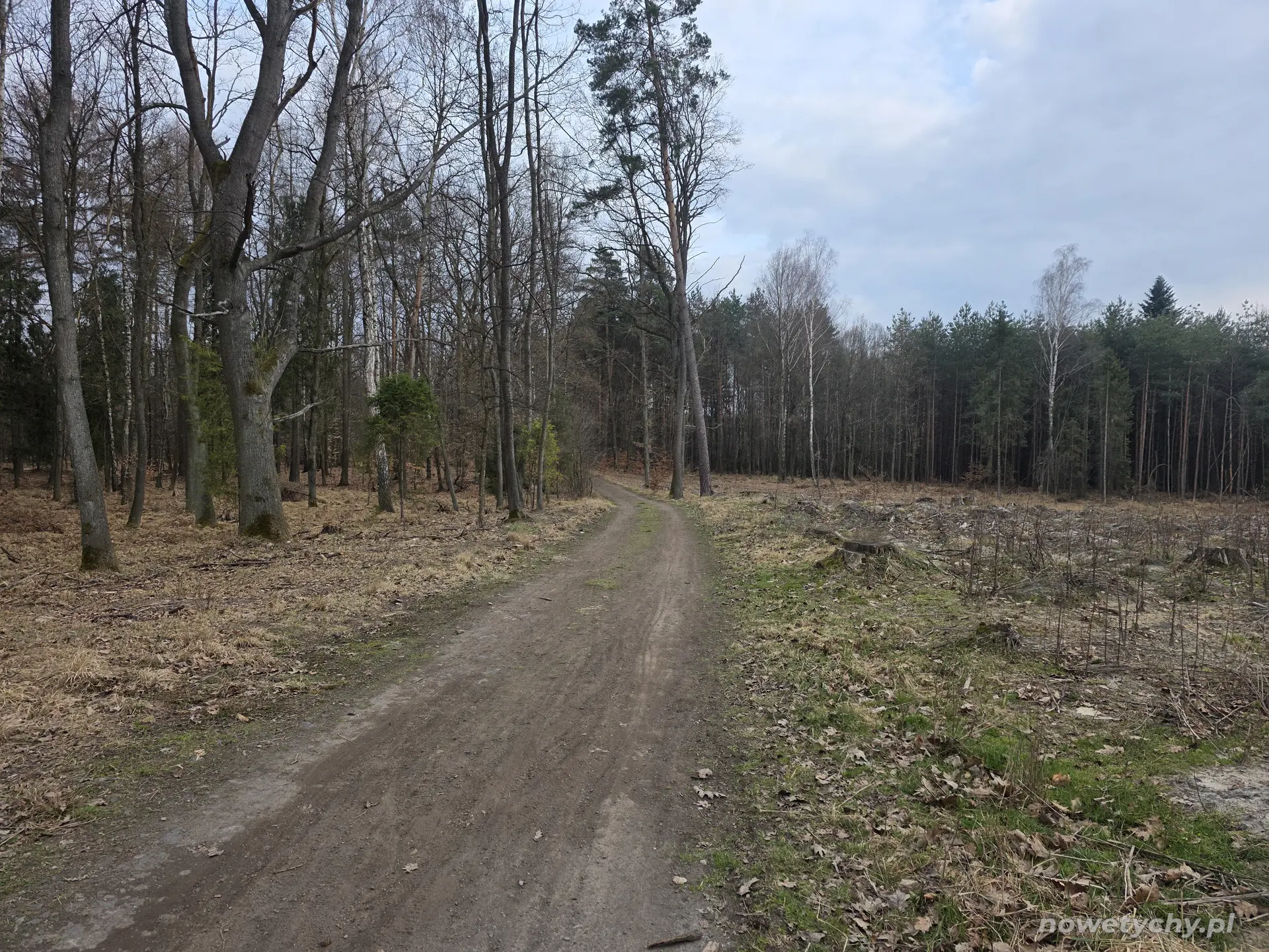 Leśna ścieżka