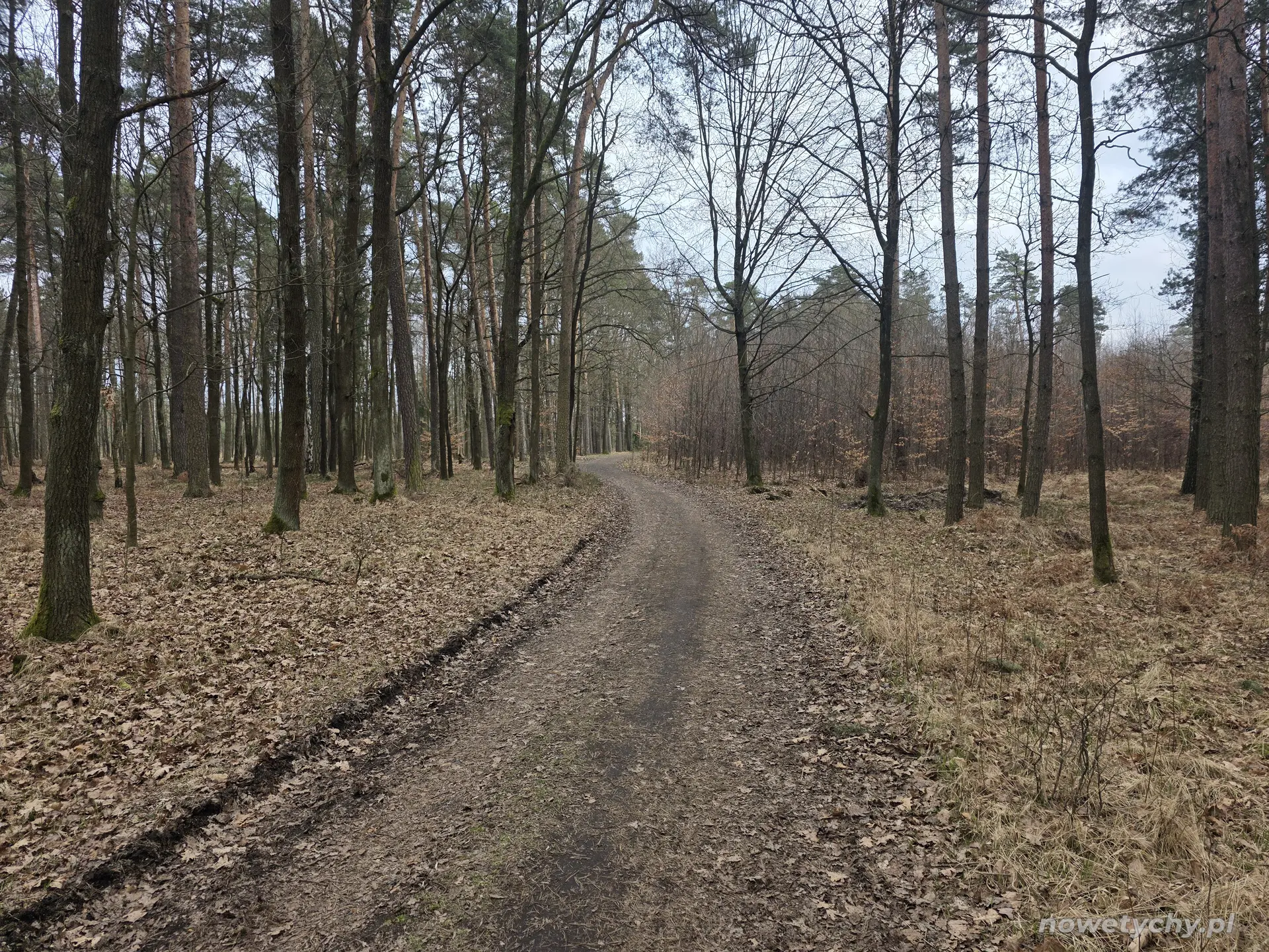 Leśna ścieżka