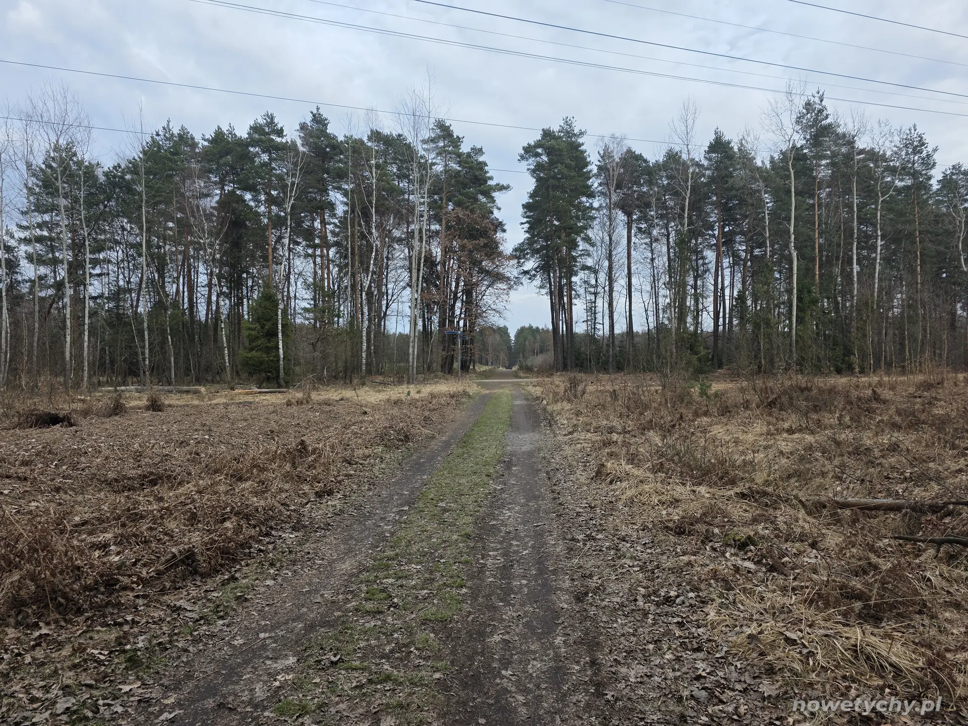 Leśna ścieżka, skrzyżowanie dr&oacute;g
