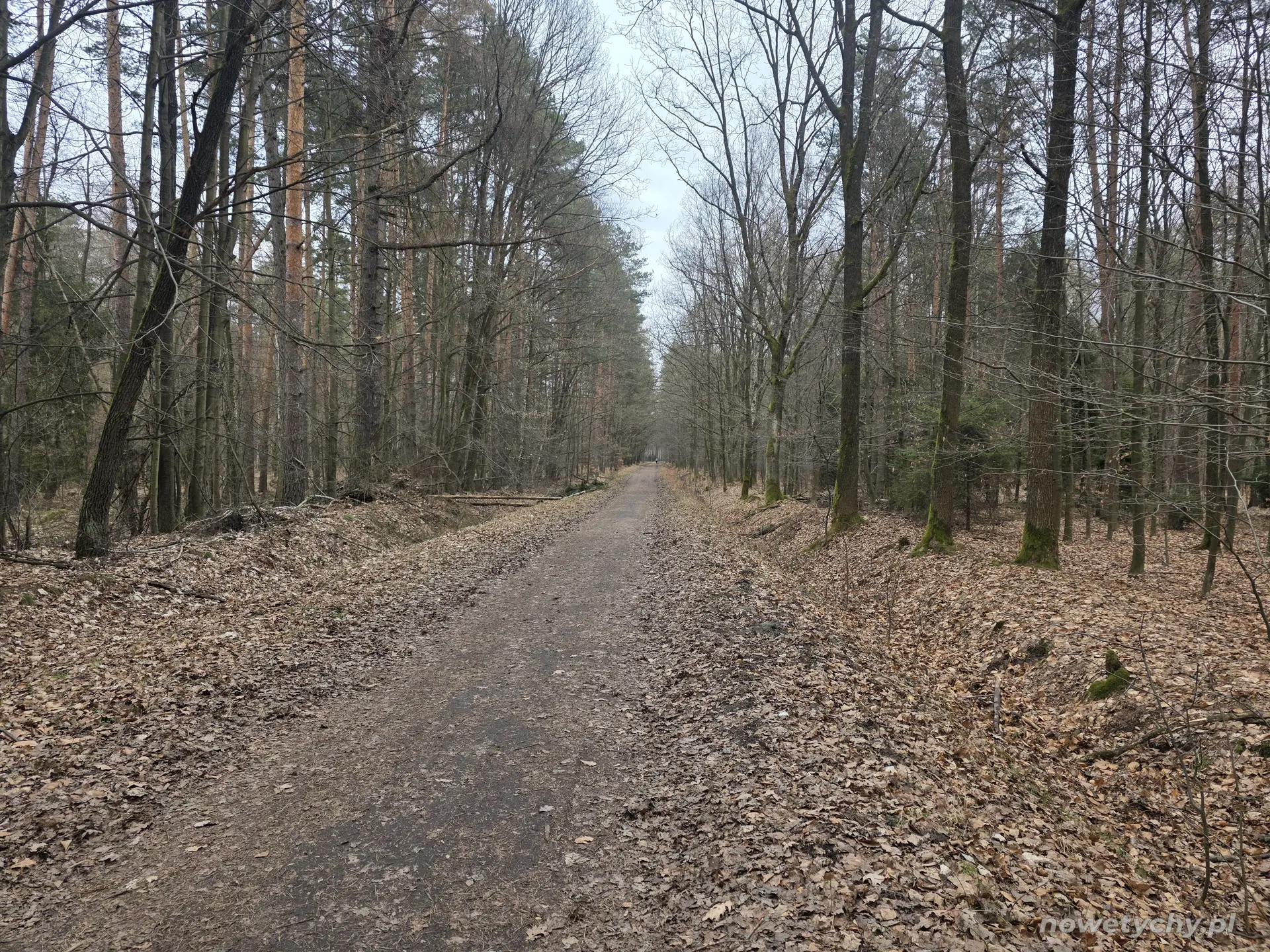 Leśna ścieżka