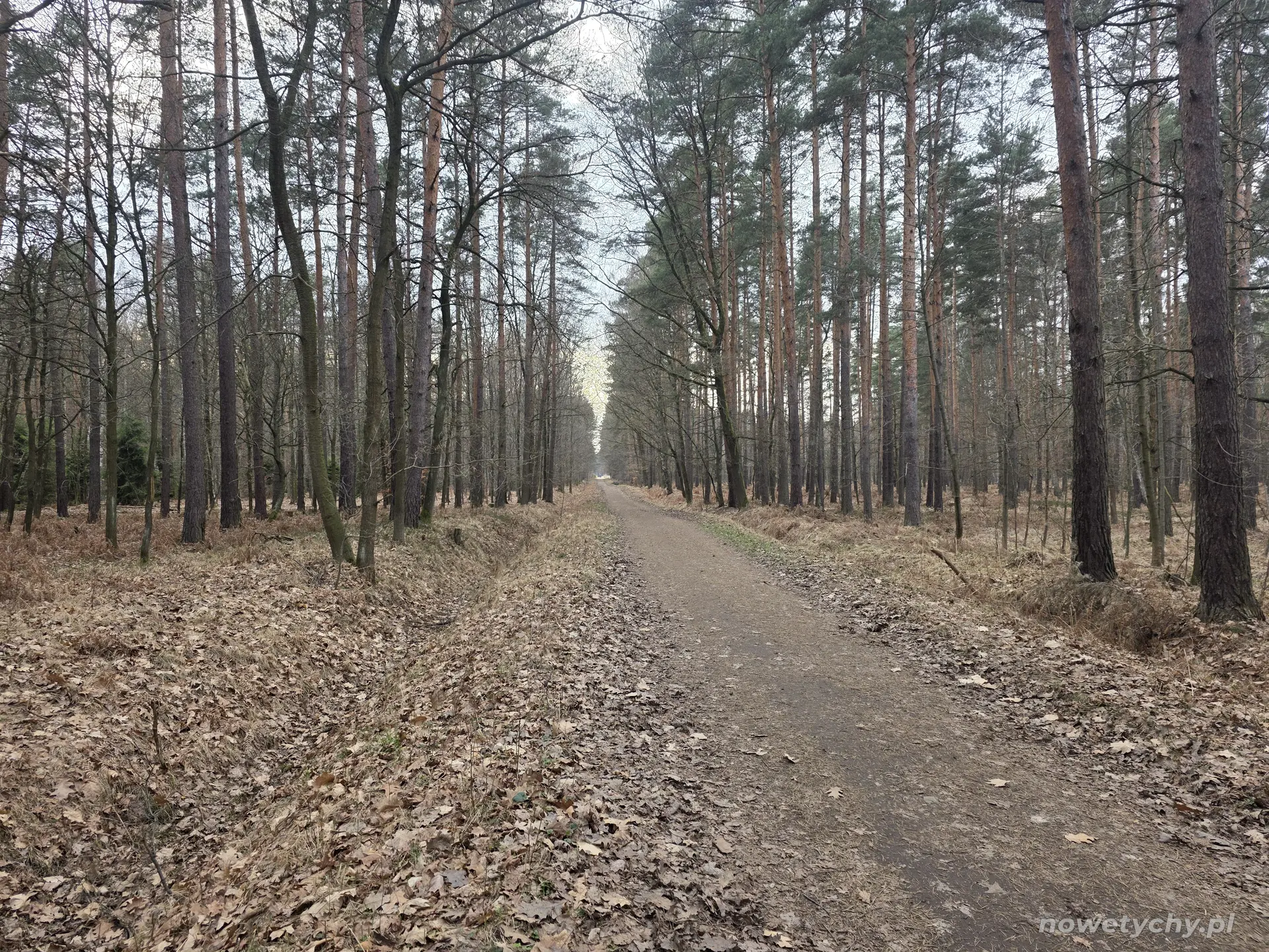 Leśna trasa