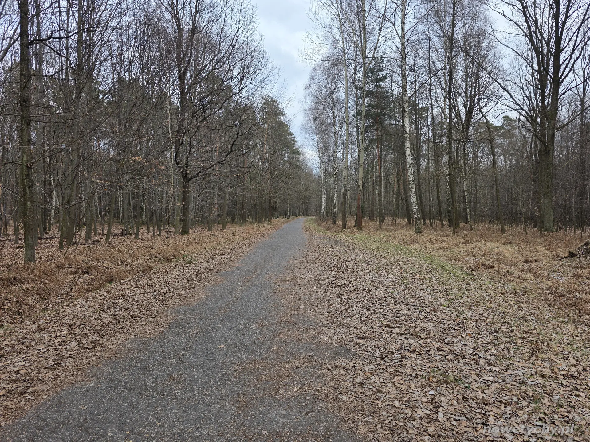 Leśna trasa