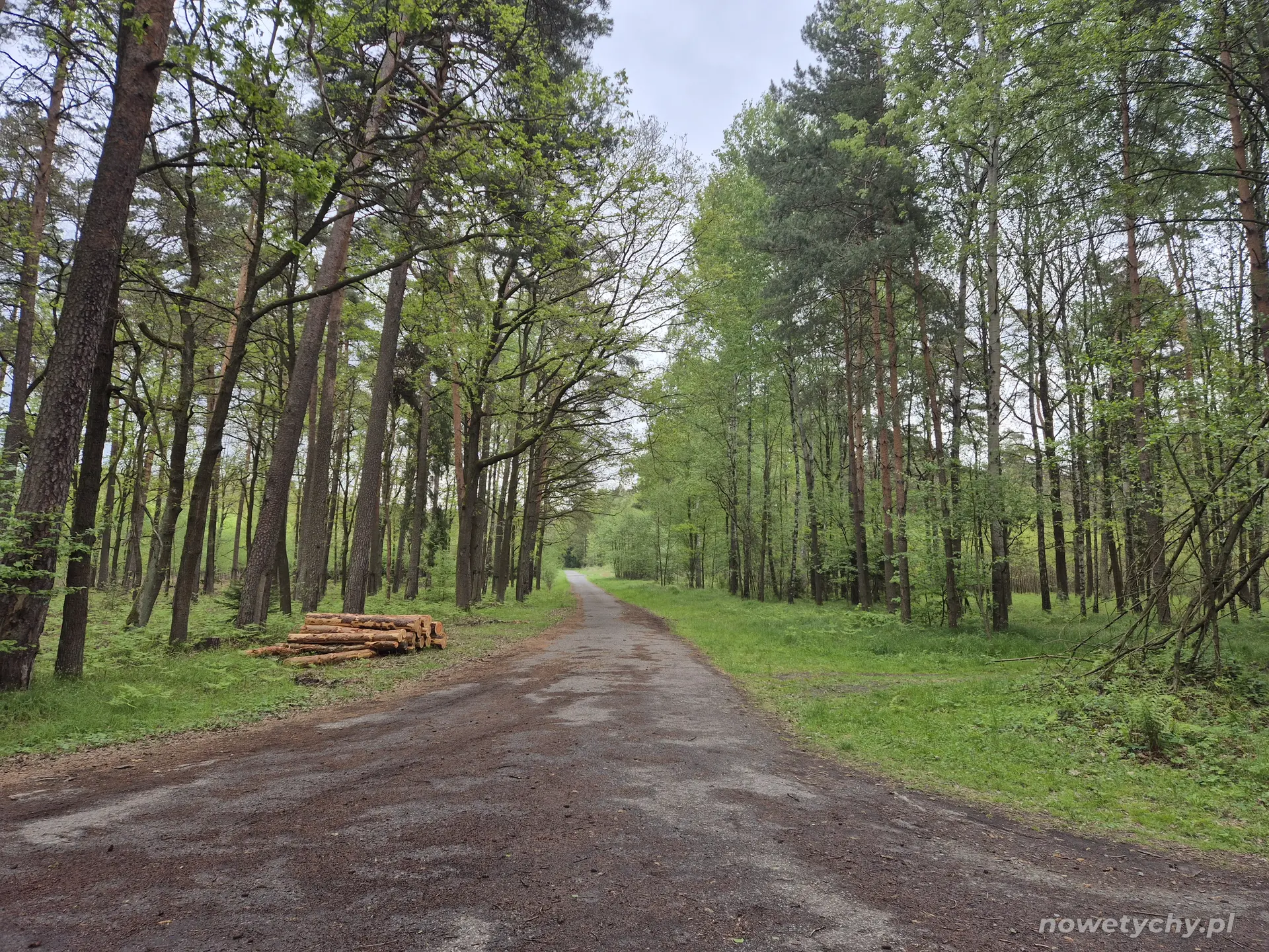 Leśna ścieżka