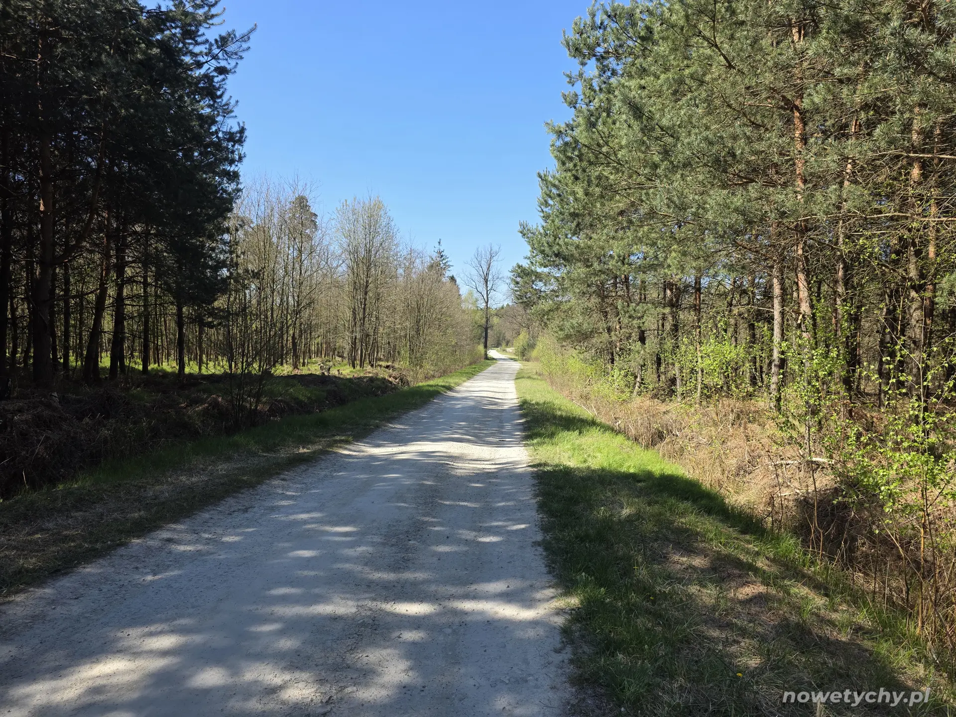 Lekko kręta droga leśna w stronę Kobi&oacute;ra