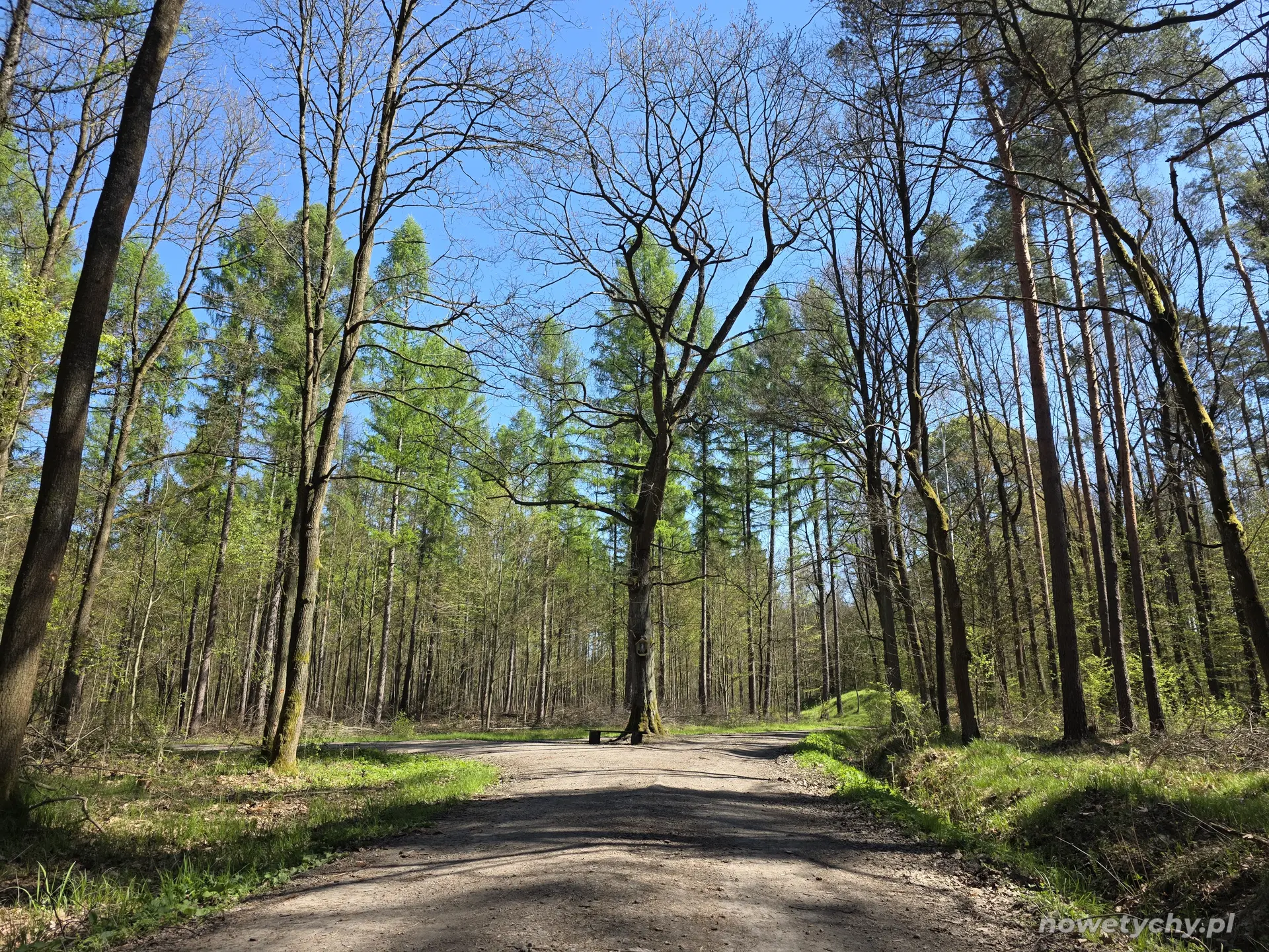 Kapliczka na drzewie