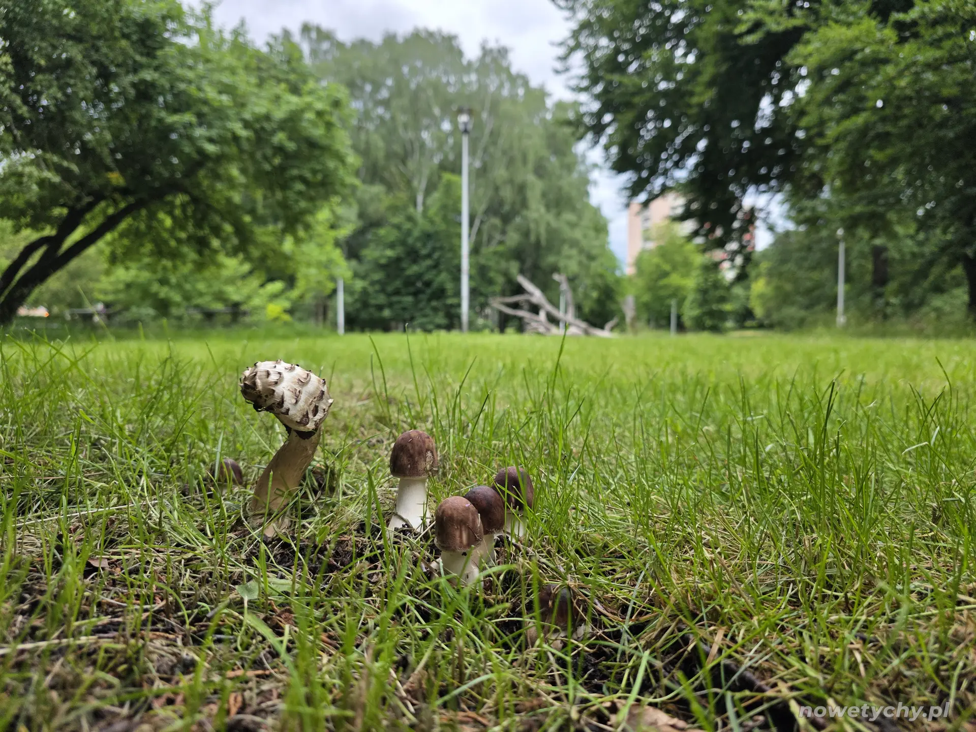 Grzyby w Parku Niedźwiadk&oacute;w